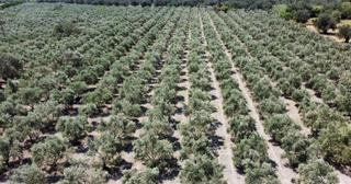 Balıkesir Ayvalık Kucukkoy De Satılık 44 Donum Zeytinlik.