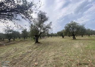 Balıkesir Ayvalık Ta Satılık 20,672 Metre Kare Zeytinlik.
