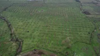 Düzce Tokuşlar Mahallesi 11.833 M2 Satılık Fındık Bahçesi