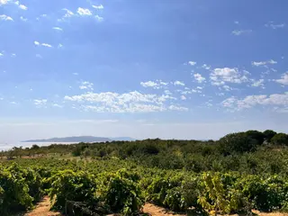 Şarköy Kirazlı Mahallesinde Deniz Manzaralı Üzüm Ve Kiraz Bahçesi