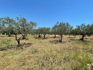 Eriklice Mah. Köye Yakın Zeytinlik