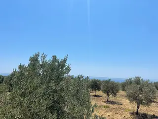 Tepeköy Mah. Muhteşem Deniz Ve Doğa Manzaralı Zeytinlik