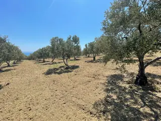 Eriklice Mah. Leb-i Derya Deniz Manzaralı Zeytinlik