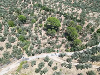 Poyraz Gayrimenkul'den Edremit Dereli'de Satılık 2,200m2 Yolacepheli Zeytinlik