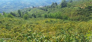 Şahinoğlu Emlaktan, Trabzon Derecik'te 13.560 M2 Merkeze Yakın Fındıklık Şahinoğlu Emlaktan, Trabzon Derecik'te 13.560 M2 Merkeze Yakın Fındıklık
