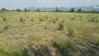 Denizli/çal/yukarıseyit Mah 6.500.m2 Verimli Tarla Araç Takası Olur Denizli/çal/yukarıseyit Mah 6.500.m2 Verimli Tarla Araç Takası Olur