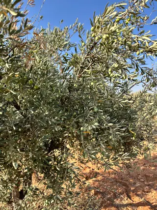 Babil Emlaktan Satılık Uygun Fiyatlı Yetişmiş Zeytinlik 3901 M2