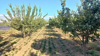 Okkalı Emlak Tan Menemen Yayla Mah. De Satılık Bahçe