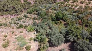 Allahdiyen 40.298 M2 Satılık Zeytin Ve Kiraz Bahçesi