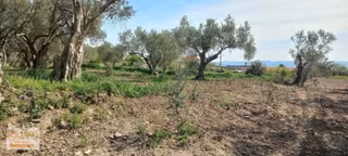 Göçbeyli Merkezine Çok Yakın Zeytinlik 3200 M2