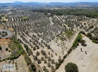 Yok Senesinde 3 Ton Zeytin Veren Satılık Tarla
