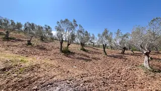 Başaran Emlak'tan Dağ Ve Doğa Manzaralı Zeytin Arazisi...