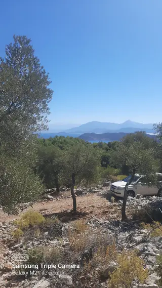 Kapukargında 1440 M2 Zilliyetli Zeytinlik Kapukargında 1440 M2 Zilliyetli Zeytinlik