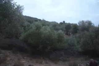 İzmir Torbalı Gold Emlaktan Satılık Zeytinlik