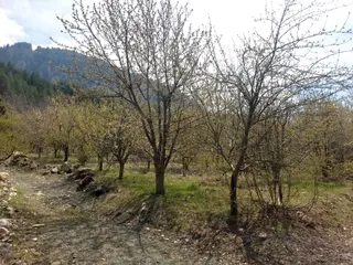 Aslan'dan Çamurlu Yaylasında Dereye Sıfır 5.000 M2 Satılık Bahçe