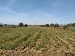 Aydın Köşk'de 4600 Satılık Tarla