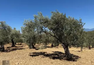 Kurallar Gayrimenkulden Pelitköy Mah Zeytinlik