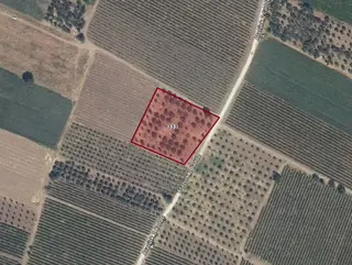 Alibeyli'de Yol Kenarı 4600m2 Satılık Zeytinlik