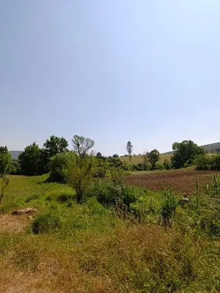 Bursa Yenişehir Fethiye Satılık 11000 M2 Tarla
