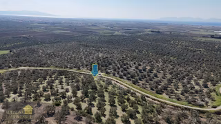 Deniz Manzaralı 3 Tapulu Fırsat Zeytinlik