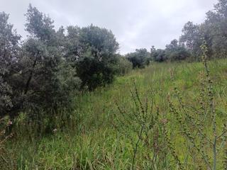 Acarlar Emlaktan Sultanhisar Yağdere'de 2 Adet Toplam 2950 M2 Satılık Zeytinlik Acarlar Emlaktan Sultanhisar Yağdere'de 2 Adet Toplam 2950 M2 Satılık Zeytinlik