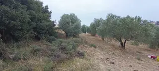 Turpa'dan Sinirli Mh. Satılık Fırsat Tek Tapu Zeytinlik Turpa'dan Sinirli Mh. Satılık Fırsat Tek Tapu Zeytinlik