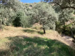 Verimli Uygun Fiyatlı Zeytinlik 7,648 M2