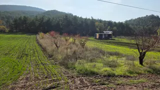 Gölpazarı Asfaltına Cepheli 800 M2 Yetişkin Kiraz Bahçesi Kaçmaz