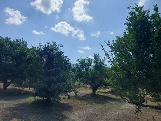 Muğla Okçular Dalyan Sınırında Da 750 M2 Koop Arsası Acil Kelepir Fiyattan Satılık