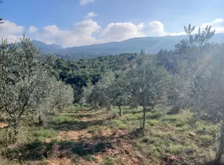 Manisa Ahmetli Alahıdır Mahallesi 6200m² Zeytinlik Satılık