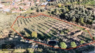 Küçük Menderes'ten Ödemiş Balabanlı Mah Satılık Zeytinlik