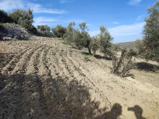 Sahibinden Çeşme Germiyan’da İmar Barışlı Evli, Bakımlı 4.205 M² Zeytinlik Arsa – Yolu, Terası Ve Manzarasıyla Sahibinden Çeşme Germiyan’da İmar Barışlı Evli, Bakımlı 4.205 M² Zeytinlik Arsa – Yolu, Terası Ve Manzarasıyla