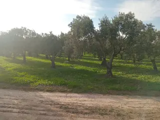 Akhisar Dayıoğlu Mah Satılık Zeytinlik (emin'den)
