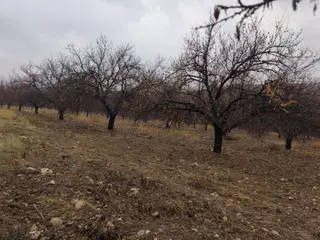 Acil İhtiyaçtanakçadağ Örende Satılık Bitişik Yanyana İki Bahçe