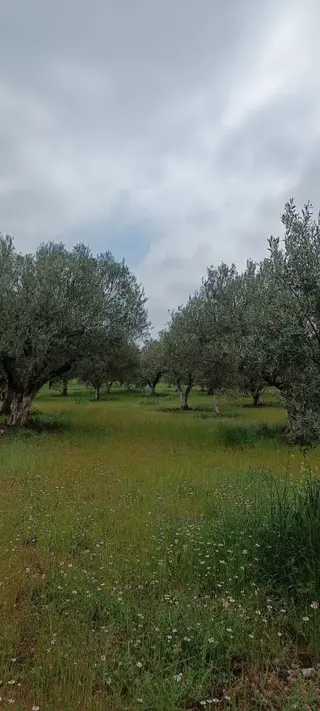 Saruhanlı B.belen Mah. 1.720 M² Tek Tapu Zeytinlik