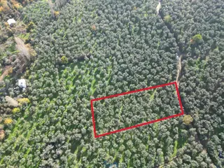 Bursa Orhangazi Karsak Köyü Satılık Zeytinlik