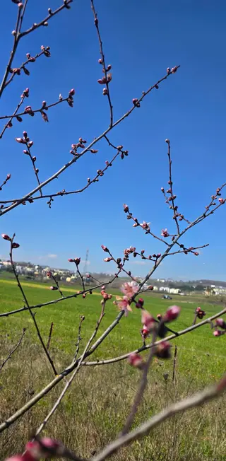 Sahibinden Sahibinden, Kayrancık Sınırları İçinde, Camili Mh Sınırı 500 Metre Mesafede Sahibinden Sahibinden, Kayrancık Sınırları İçinde, Camili Mh Sınırı 500 Metre Mesafede