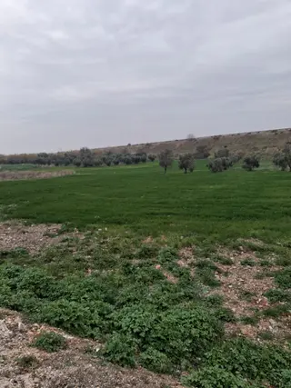 Manisa Şehzadeler Karaoğlanlı Satılık Zeytinlik