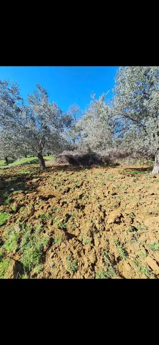 Miryadan Burhaniye Ağacık