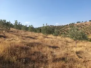 Manisa,demirci Ahmetler Köyünde//köye3km(10dk)yola Cepheli 6dönüm Zeytinlik Satılık