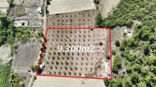 Bursa Yenişehir Marmaracıkta Yapı Kayıtlı Satılık 9300 M² Bahçe