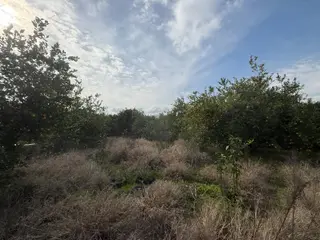 Muğla Ortaca Güzelyurtta 1.950 M² Arsa Satılık
