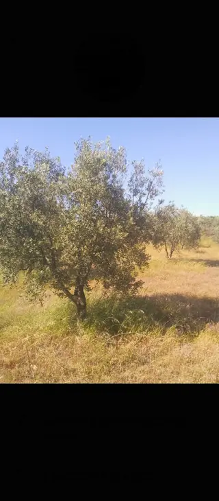 Manisa Salihli Gökeyüp Satılık Zeytinlk