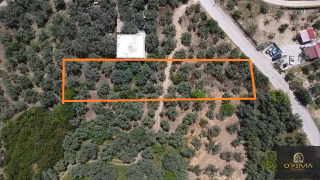 Opima Emlakta Belkıs'ta Ana Caddeye Yakın 875m² Satılık Zeytinlik
