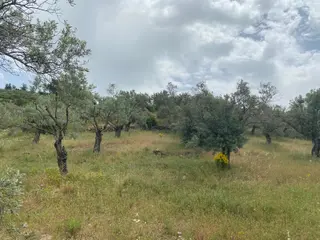 Torbalı Emlak'tan Dirmil'de 1615m2 Tek Tapu Müstakil Parsel Zeytinliğimiz Satılıktır