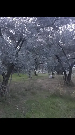 Denizli Kale Karagöl Mevkiinde Satılık Zeytinlk