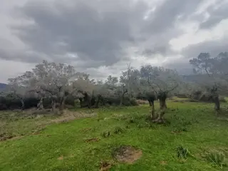 Milas Kazıklı Mahallesi'nde Satılık 31 Dönüm Zeytinlik