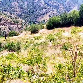 Kar Emlaktan Ömerli Köyüde 1400 M2 Satılık Bahçe