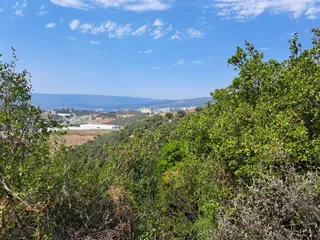 Bursa Gemlik Umurbey Satılık Zeytın Bahçesi 2500m2