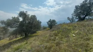 Aydın Efeler Gölcük Mahallesinde Satılık Verimli Zeytinlik